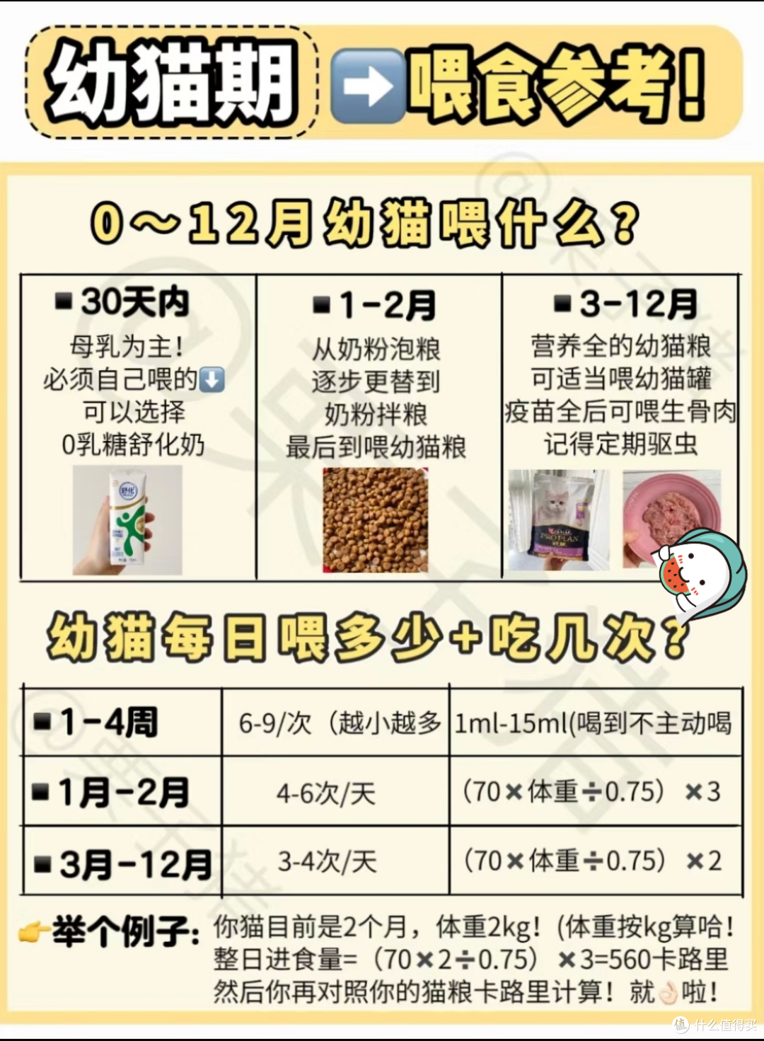 新手养幼猫可以进来看看