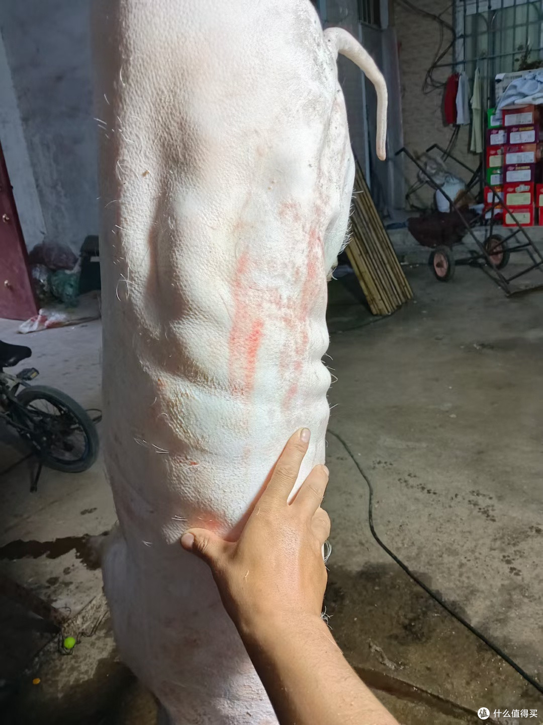 秋天是进补的季节,提供一种很香的食材,巴马香猪,这个真的很不错