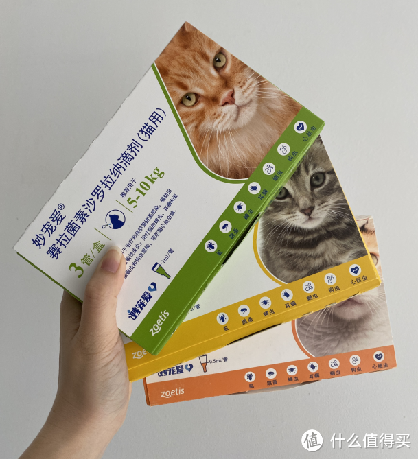 初次养猫要注意哪些事项？给养猫人的收藏贴