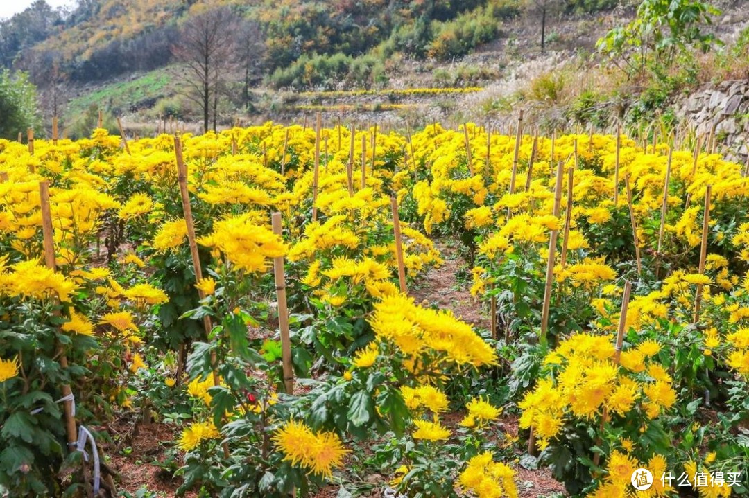 2023年第四届龙门秘境菊花文化节10月31日隆重启幕