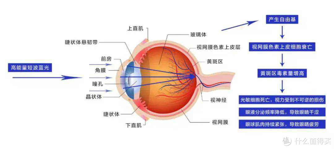 双11家用投影仪怎么选？激光投影值得买吗？坚果三色激光投影产品详细解析