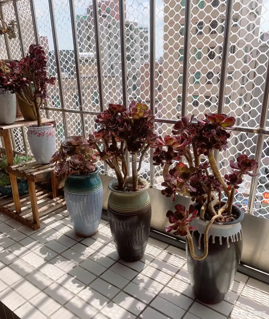 江苏一31岁太太,因“黑法师阳台”而走红,比牡丹花还美,真贵气
