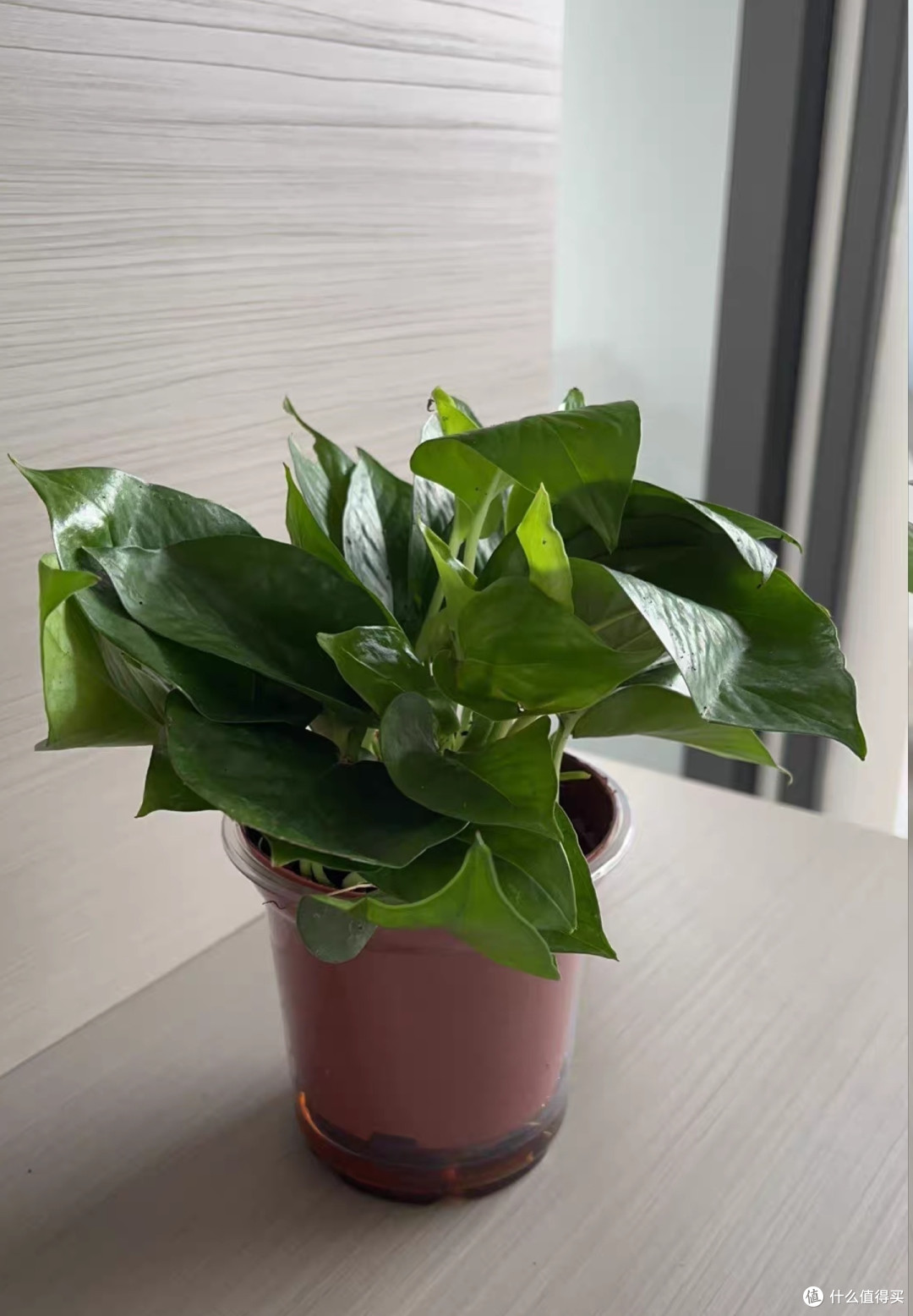 绿萝，最好养的植物非它莫属了吧