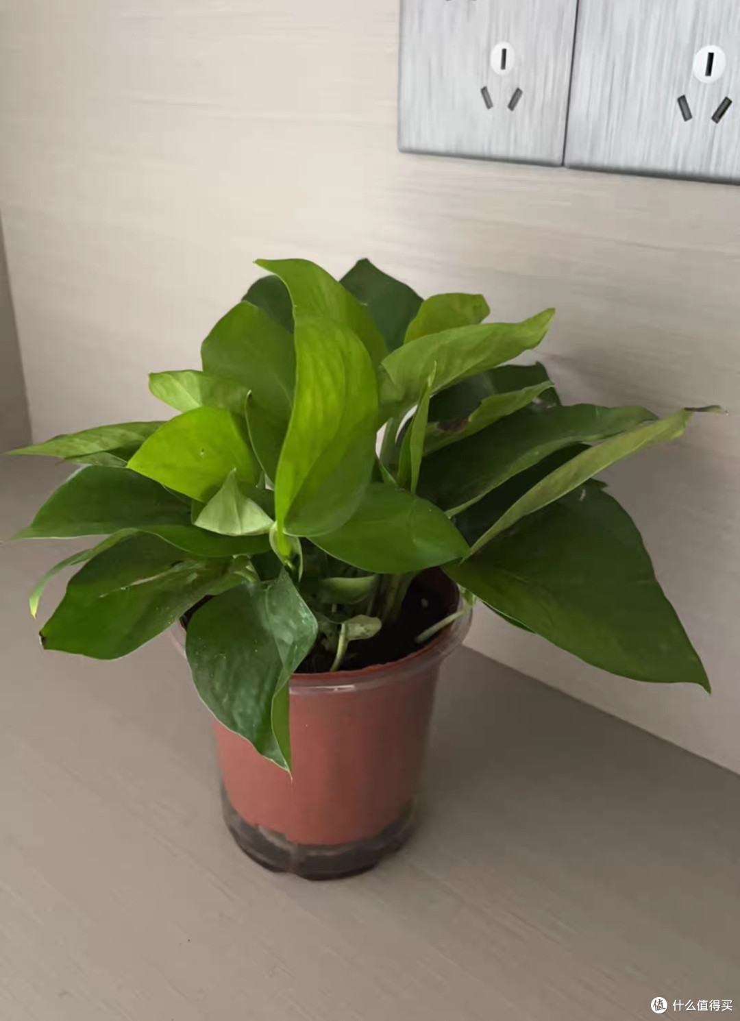 绿萝，最好养的植物非它莫属了吧