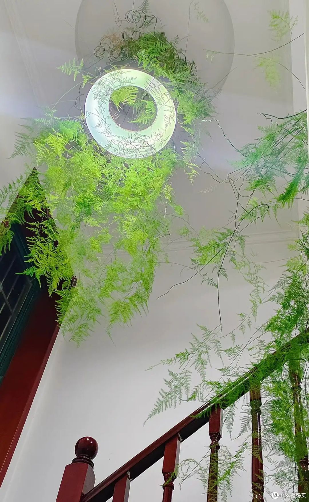 发现江苏一户人家,因“文竹太美”走红,仙气飘飘,那叫一个漂亮