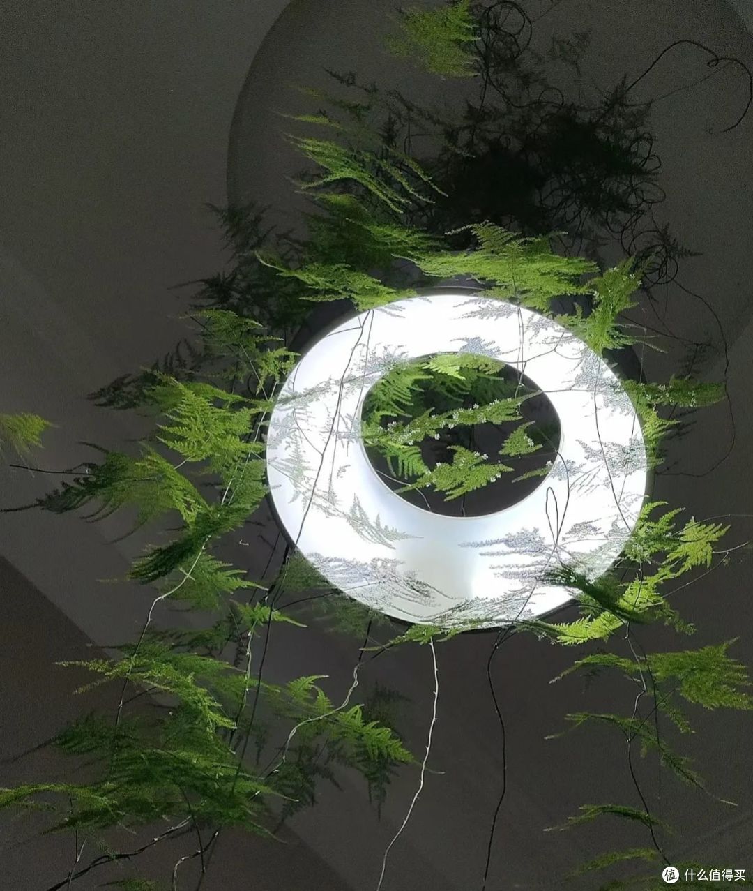 发现江苏一户人家,因“文竹太美”走红,仙气飘飘,那叫一个漂亮