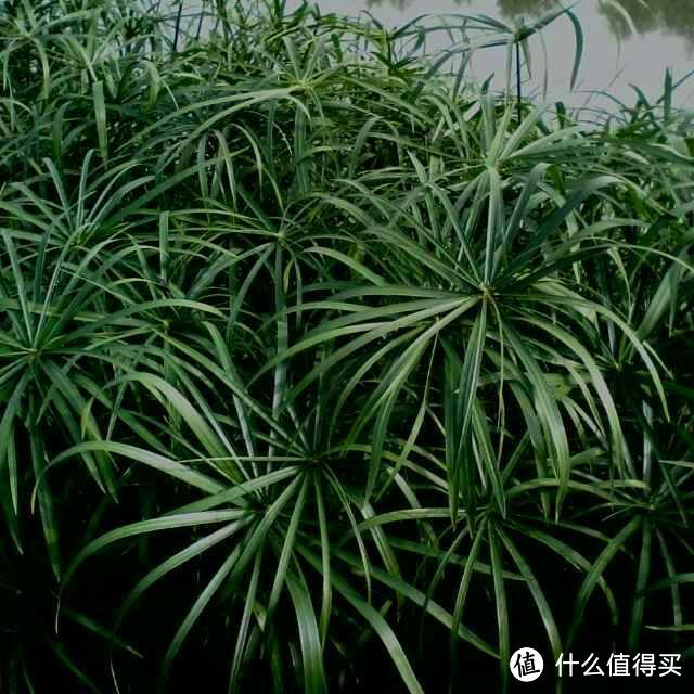 这几种竹子栽进花盆里，清秀文雅，每一盆都是靓丽的“风景”