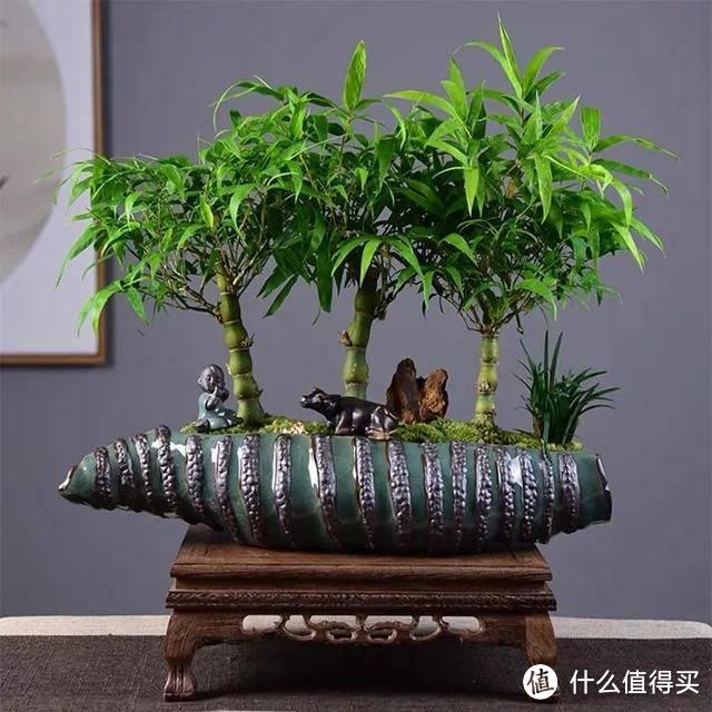 这几种竹子栽进花盆里，清秀文雅，每一盆都是靓丽的“风景”