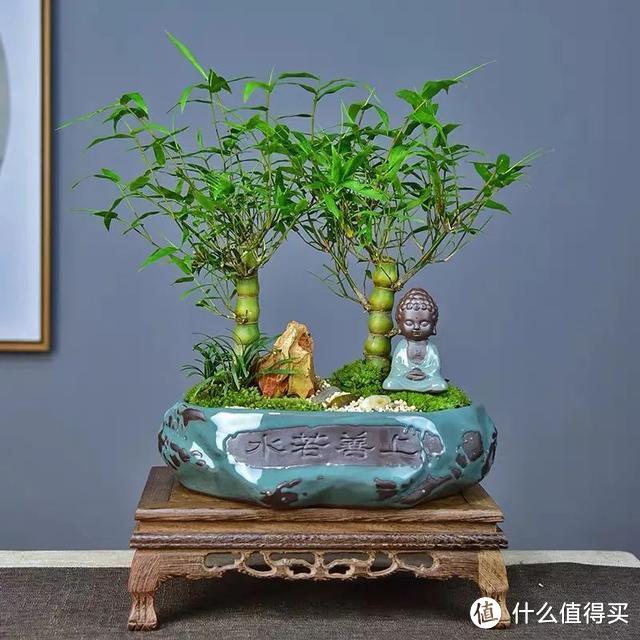 这几种竹子栽进花盆里，清秀文雅，每一盆都是靓丽的“风景”