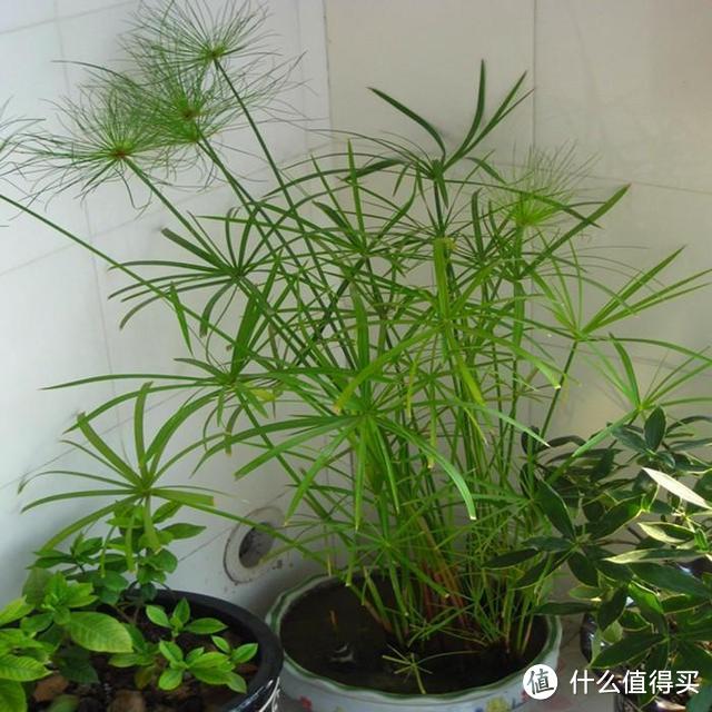 这几种竹子栽进花盆里，清秀文雅，每一盆都是靓丽的“风景”