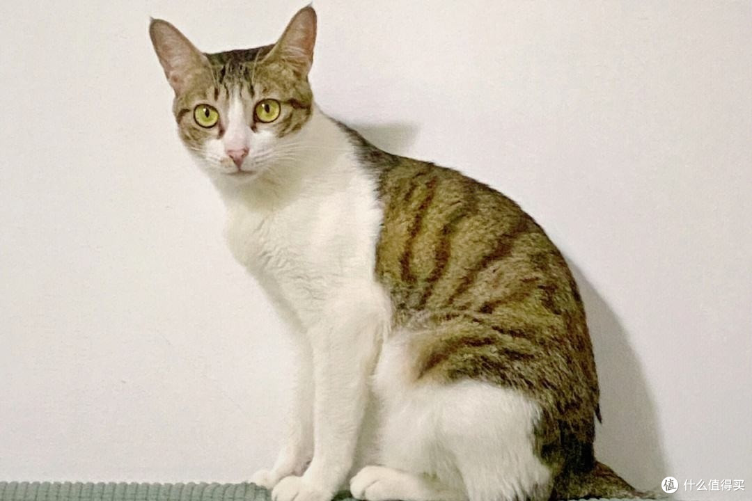 中华田园猫里的五虎上将，你知道是哪些吗？