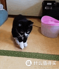 中华田园猫里的五虎上将，你知道是哪些吗？
