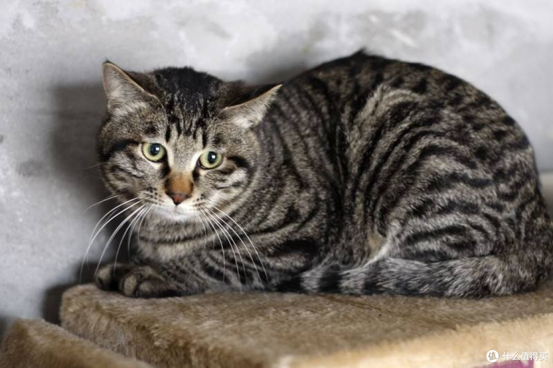 中华田园猫里的五虎上将，你知道是哪些吗？_猫咪干粮_什么值得买
