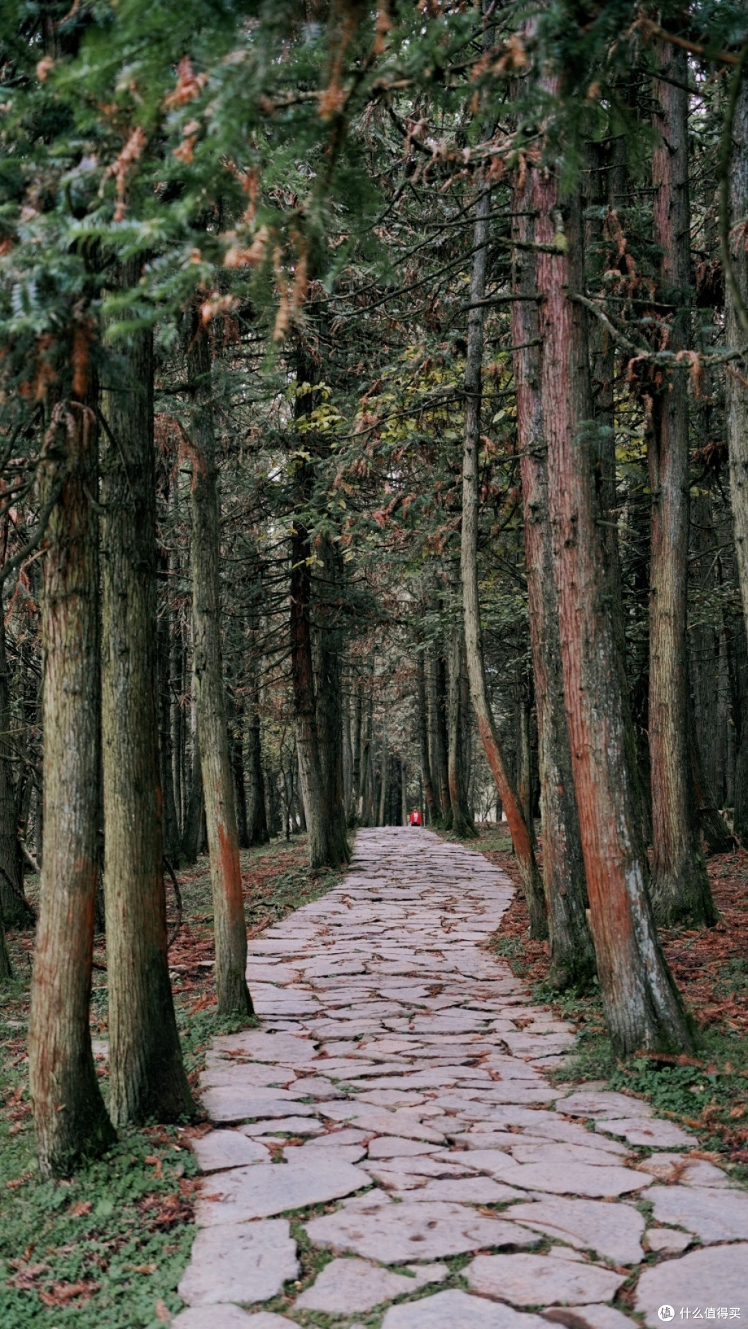 来武隆仙女山森林公园，来一场心灵的洗涤吧