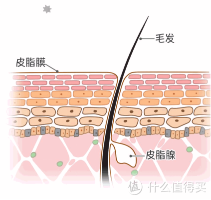 【必买】皮肤吸收不好？用这个让你的护肤品更高效!