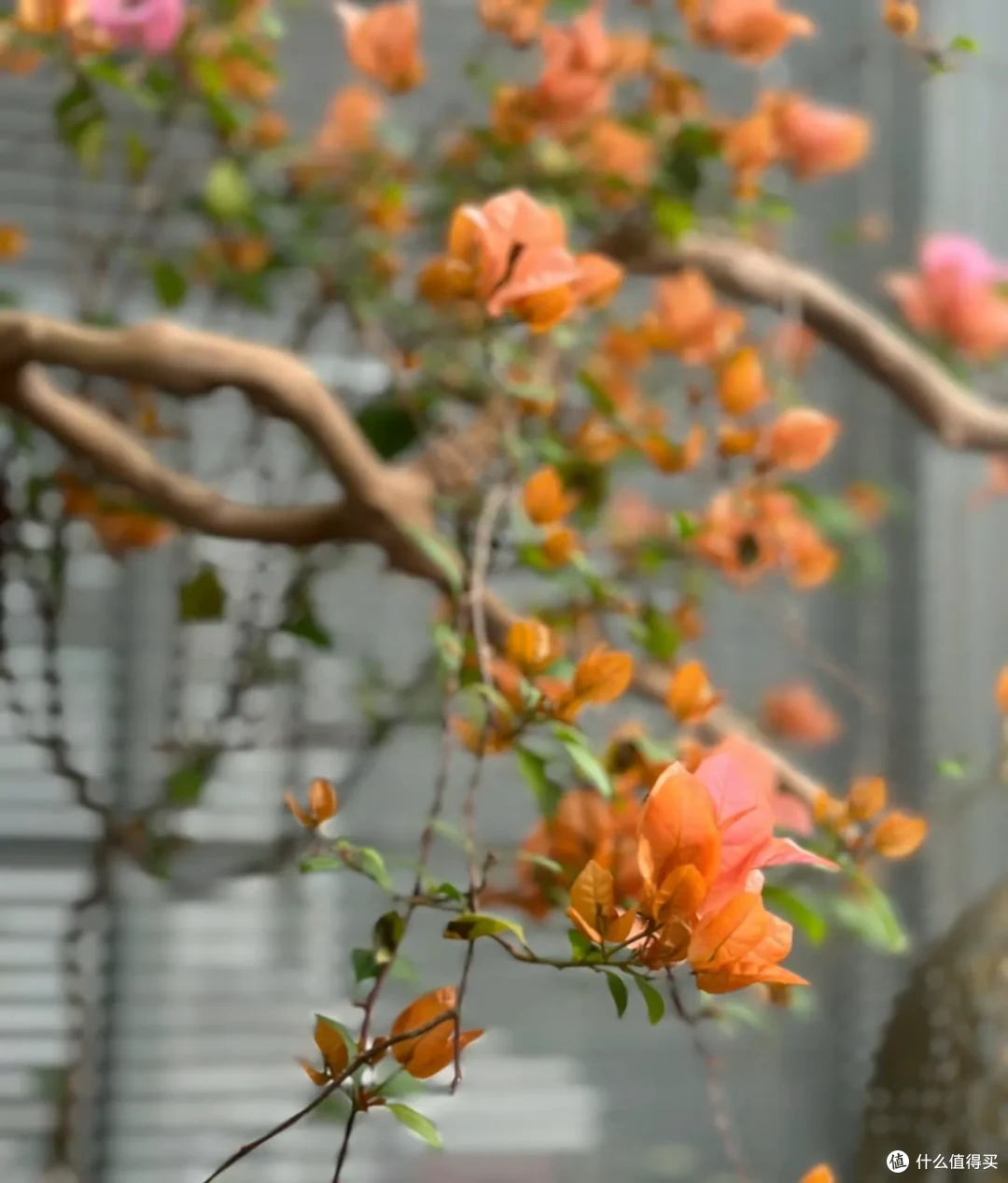 北京一姑娘，因“室内三角梅四季花开”走红，太养眼，真让人羡慕