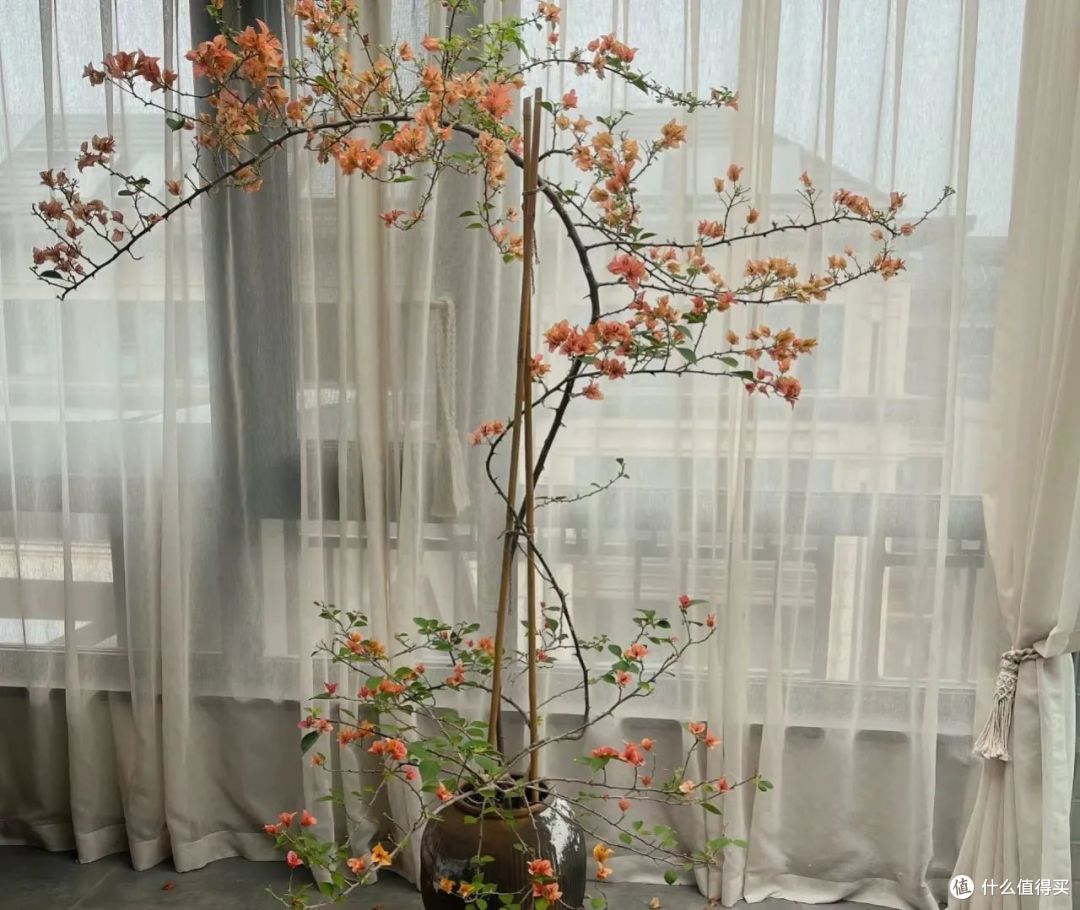 北京一姑娘，因“室内三角梅四季花开”走红，太养眼，真让人羡慕