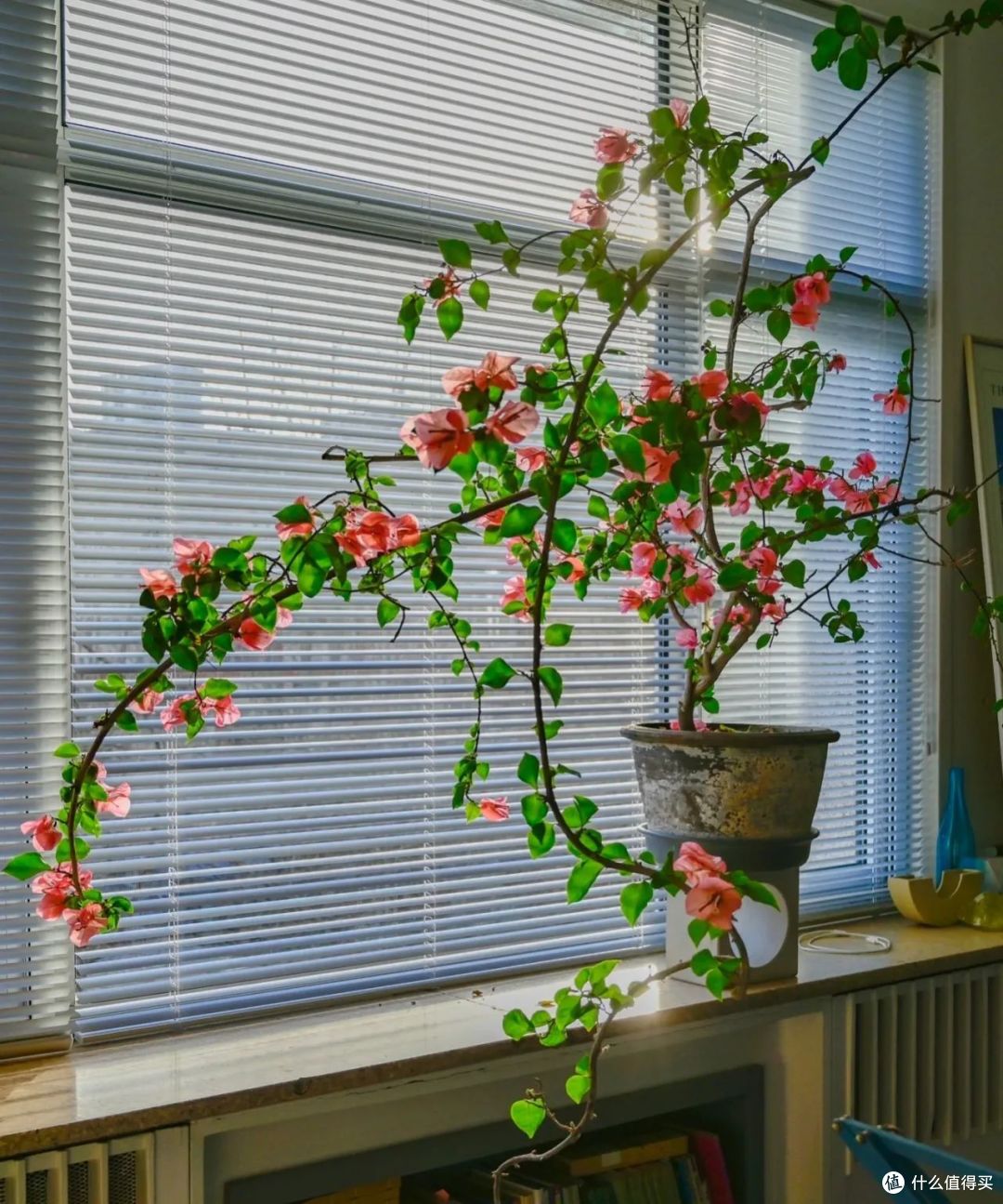 北京一姑娘，因“室内三角梅四季花开”走红，太养眼，真让人羡慕