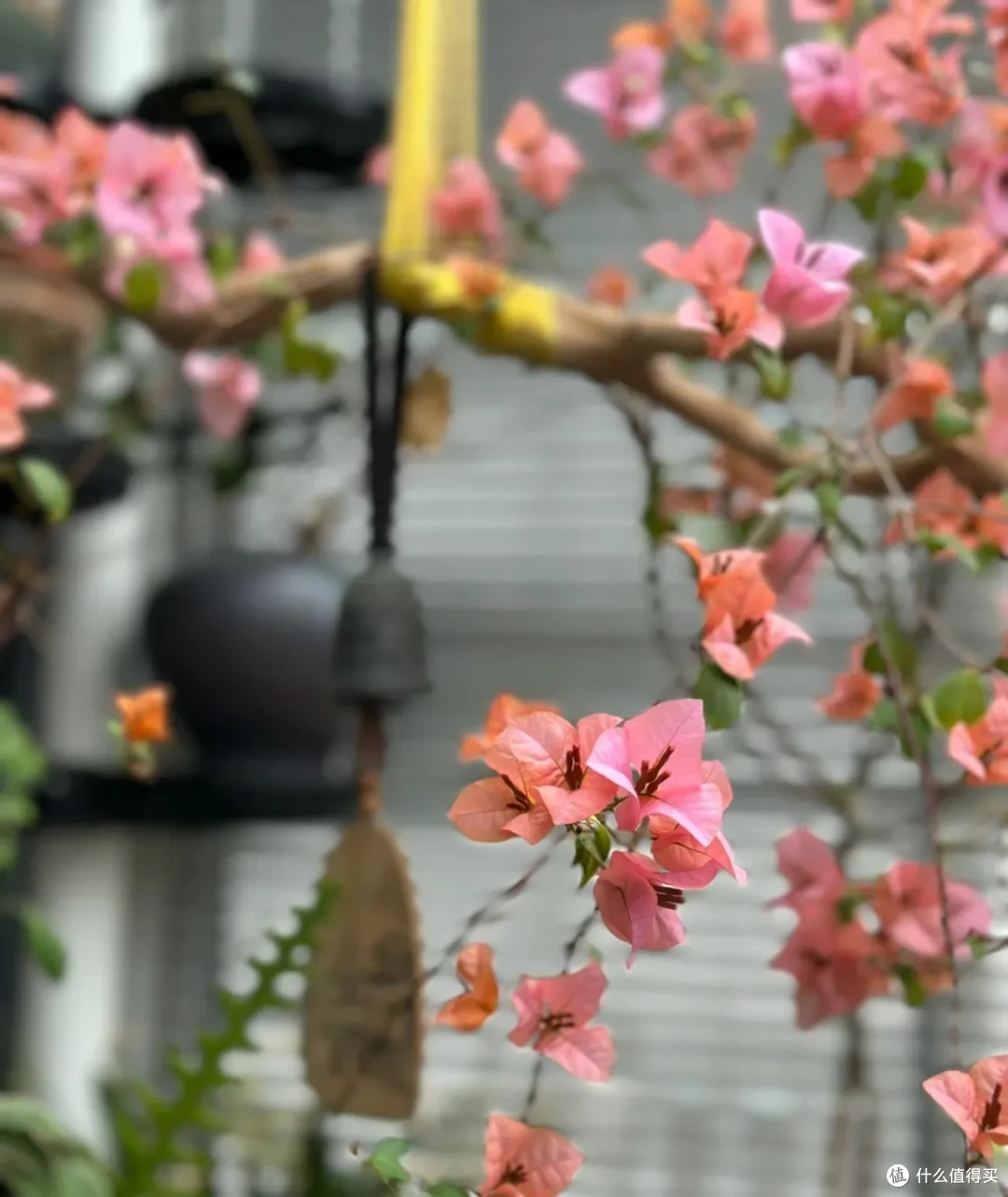 北京一姑娘，因“室内三角梅四季花开”走红，太养眼，真让人羡慕