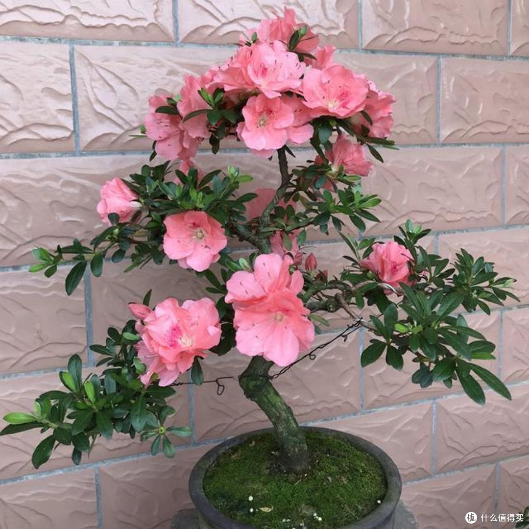4种“坑人花”,花市上要慎买,不是“老师傅”,养不过半年