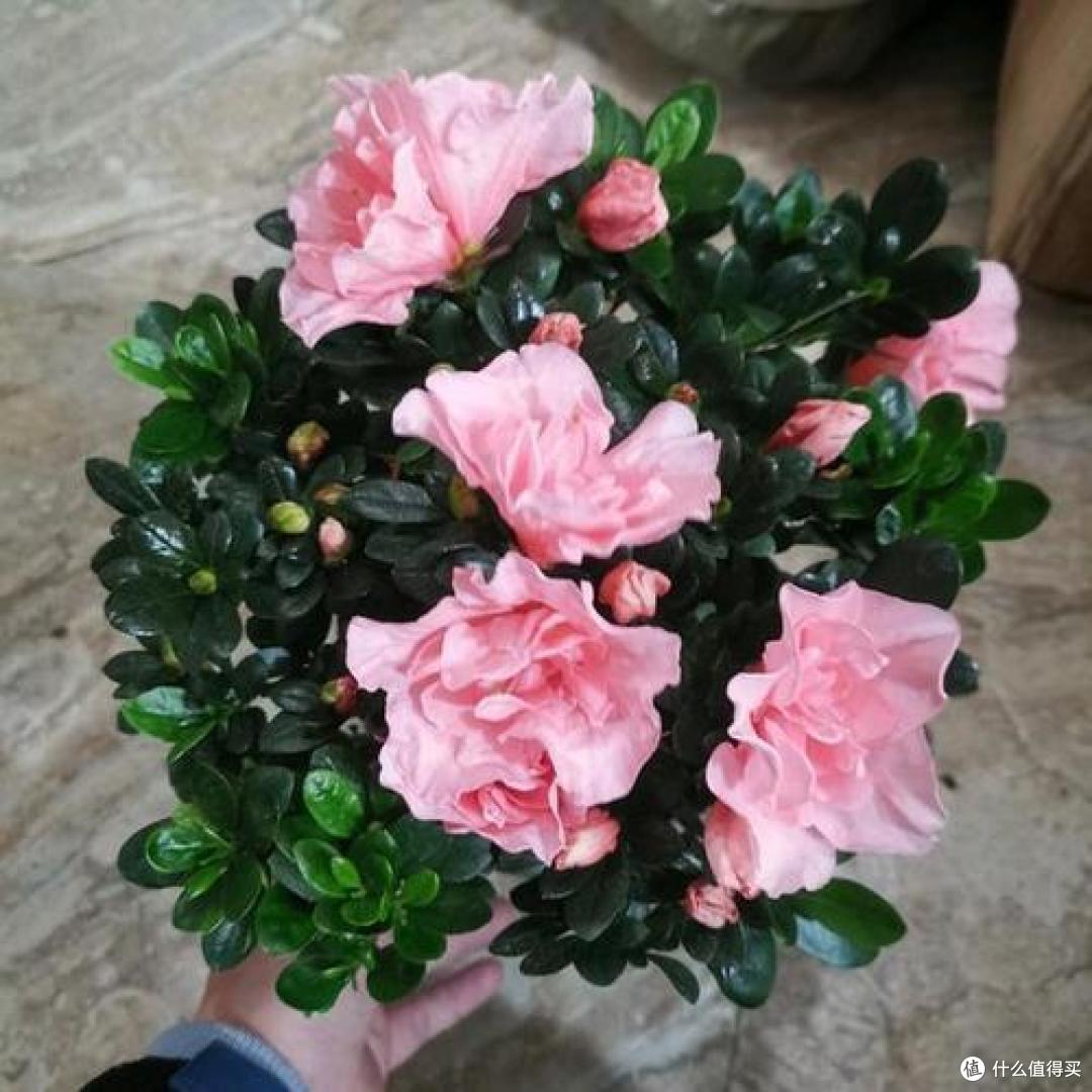 4种“坑人花”,花市上要慎买,不是“老师傅”,养不过半年