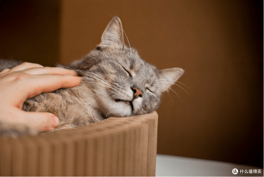 猫罐头什么牌子好一些?2023年十大最好猫罐头推荐