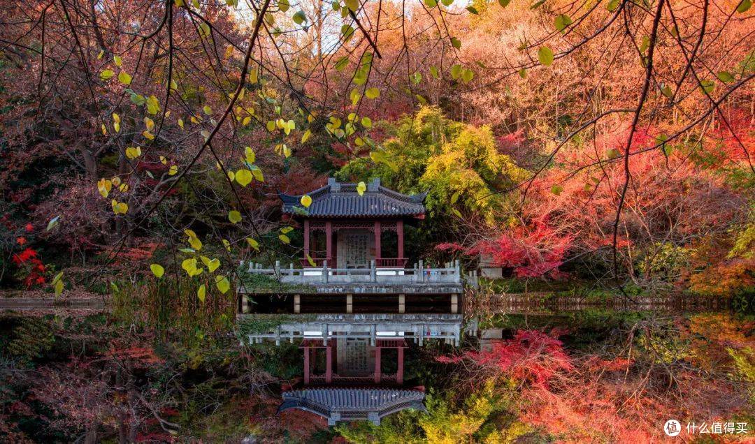 秋日的限定仪式感!解锁迷人“枫”景
