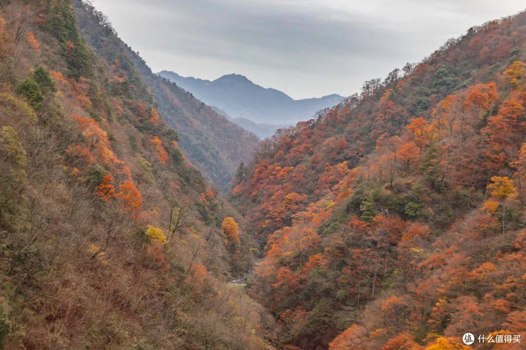 秋日的限定仪式感!解锁迷人“枫”景