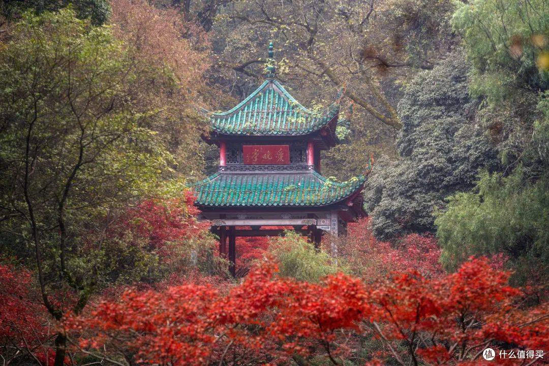 秋日的限定仪式感!解锁迷人“枫”景