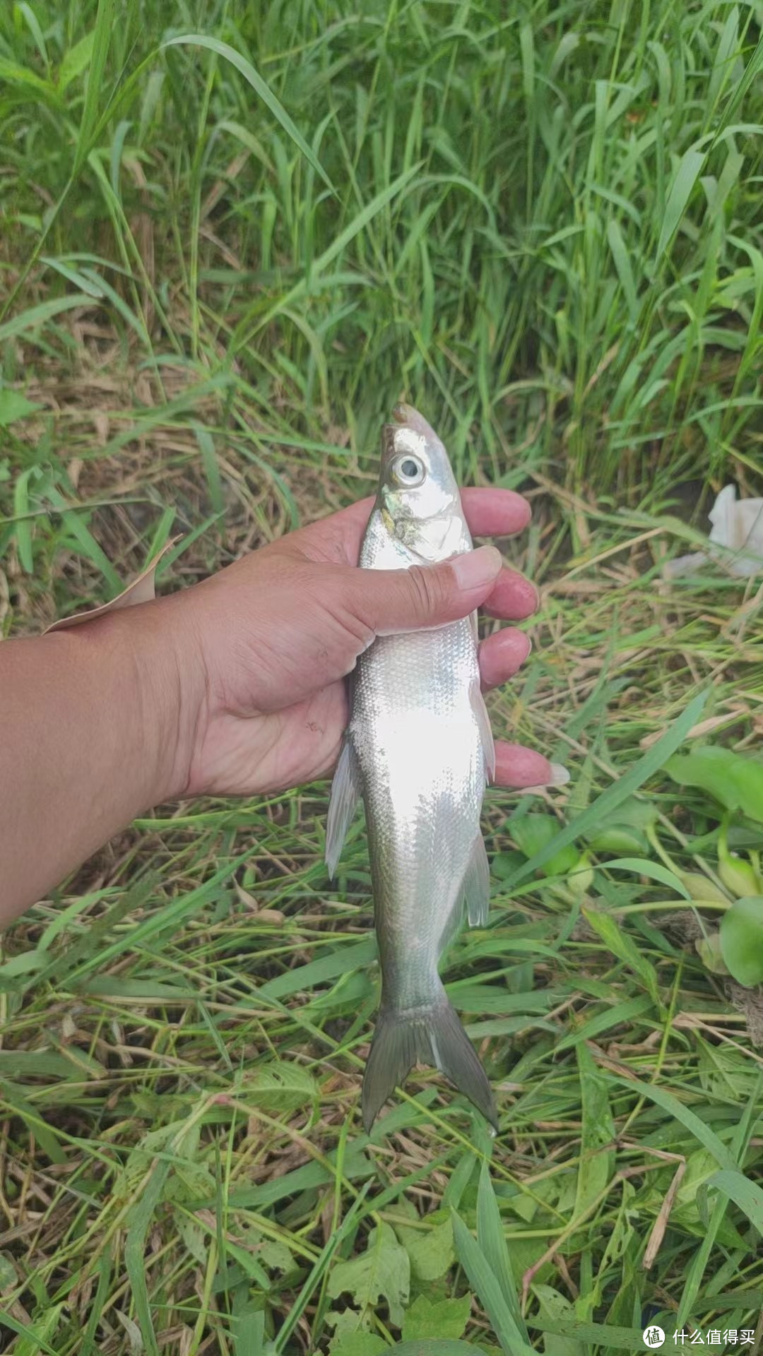 钓鲢鳙结果来混合“车队”