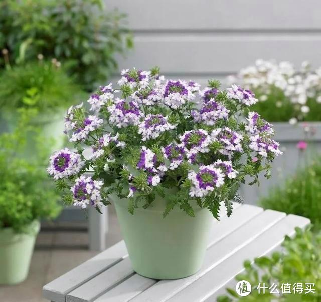 这5种花草是真正的“开花机器”，冬天也能开花，你养过几种？