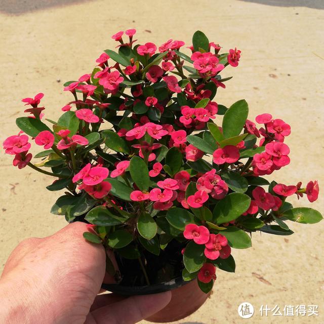 这5种花草是真正的“开花机器”，冬天也能开花，你养过几种？