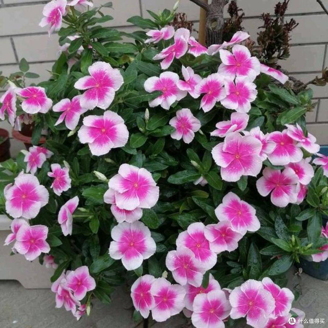 这5种花草是真正的“开花机器”，冬天也能开花，你养过几种？