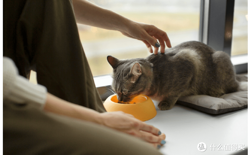 猫罐头什么牌子比较好？十款比较好的猫罐头品牌推荐