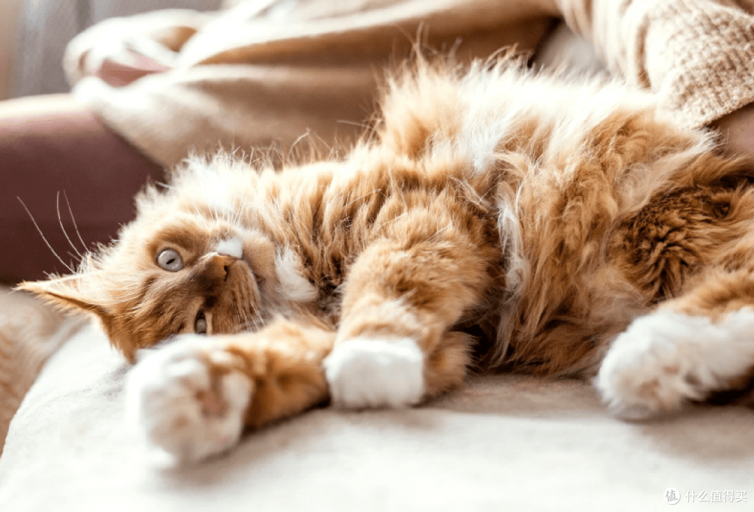 猫罐头什么牌子比较好？七大热门好的猫罐头盘点推荐