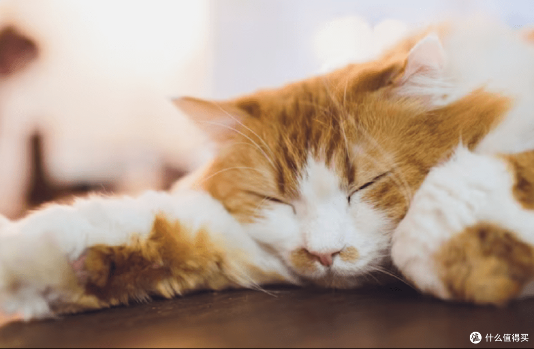 猫罐头什么牌子比较好？七大热门好的猫罐头盘点推荐