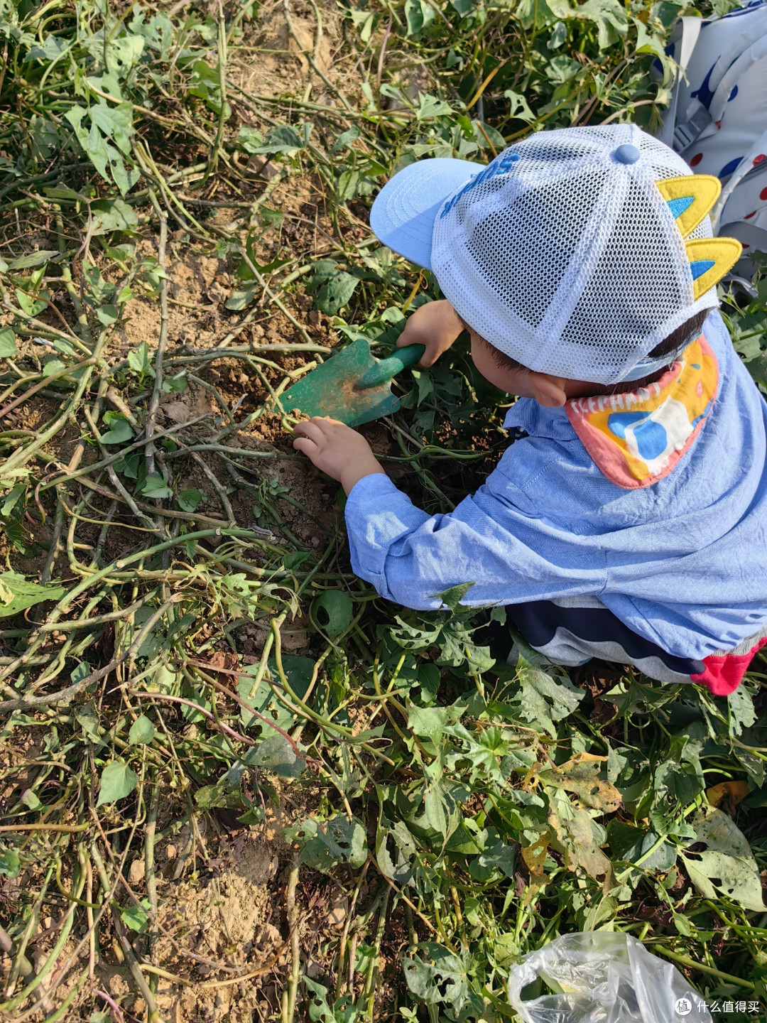 第一次幼儿园秋游上午篇之挖红薯