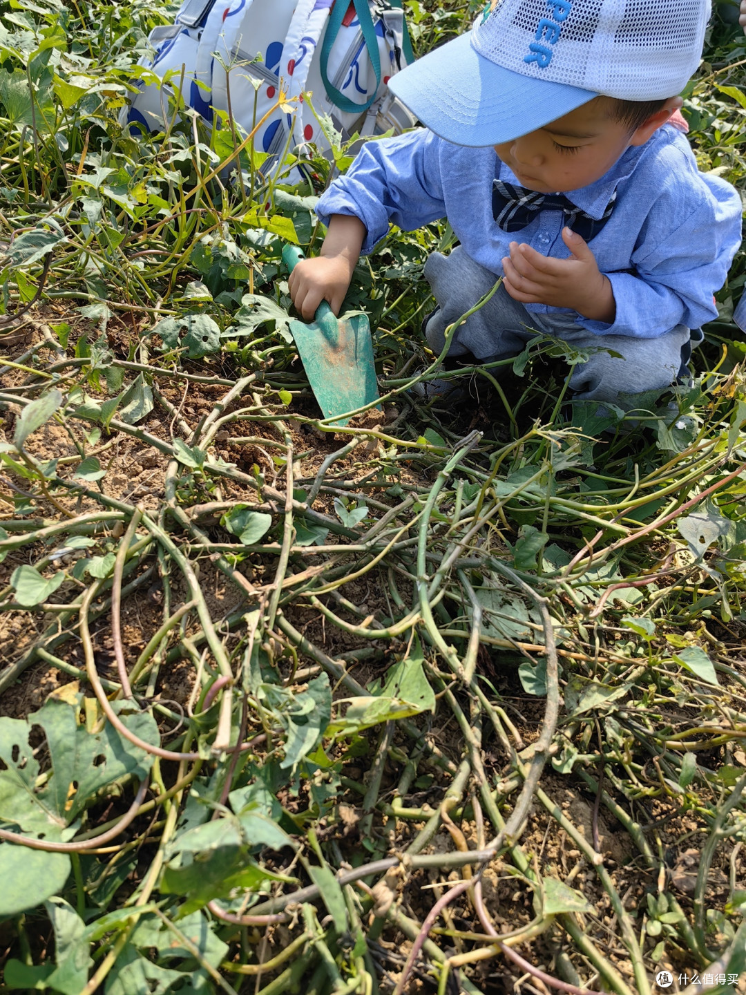 第一次幼儿园秋游上午篇之挖红薯