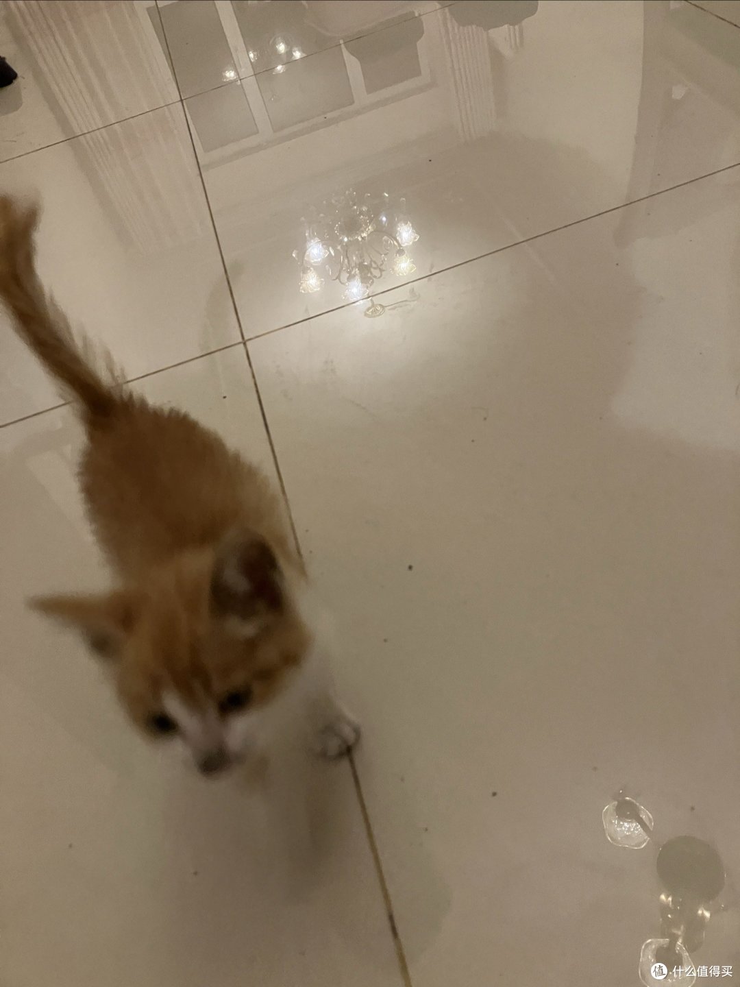 捡到一只可怜流浪猫,起名叫喵喵!