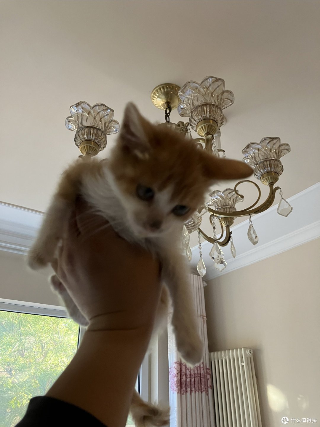 捡到一只可怜流浪猫,起名叫喵喵!