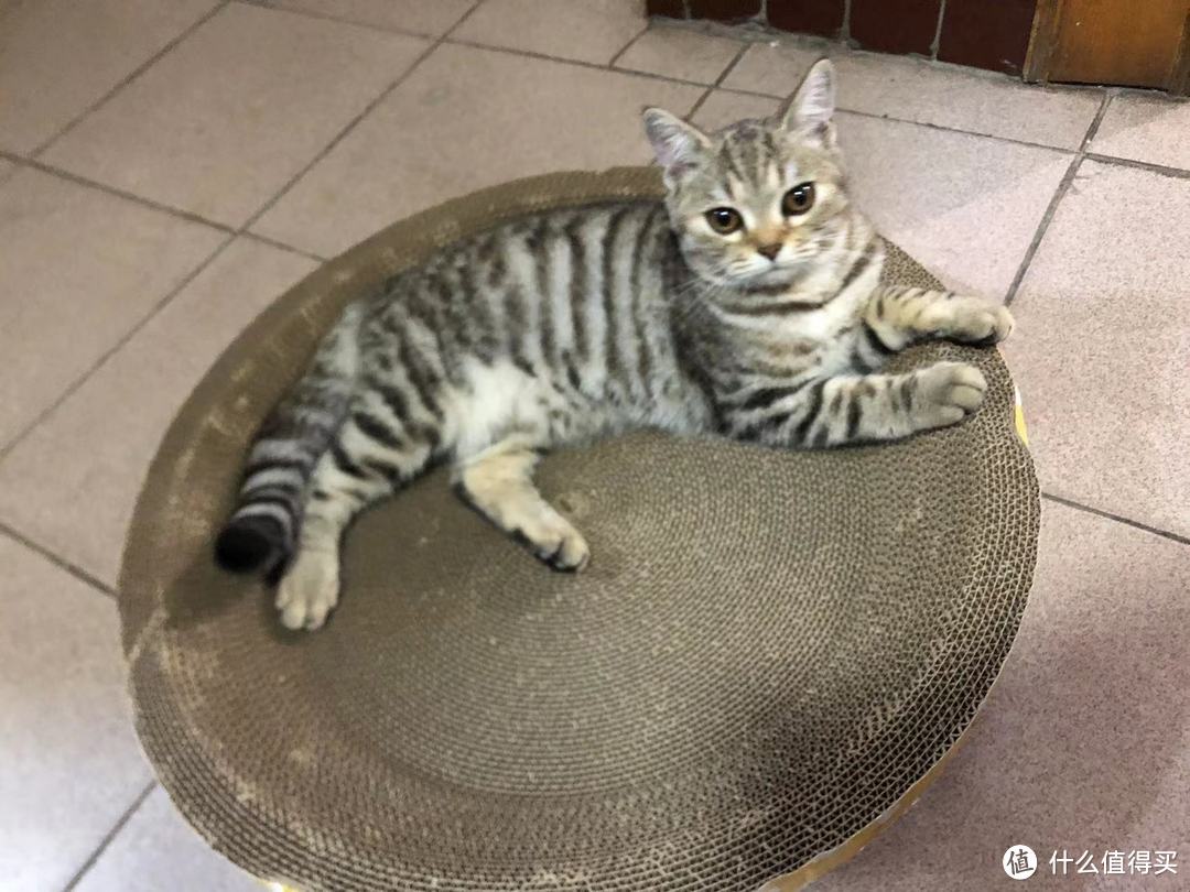 因为这个毛孩子,我又买了永艺的小h椅子
