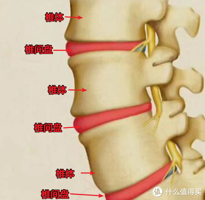 【工学至尊i5】人体工学椅开箱测评（小体型人群福音：适配135-183cm）