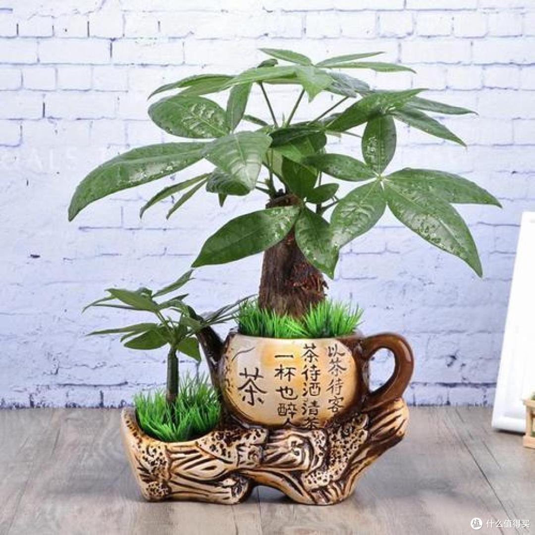 4种植物挺着“大肚子”,摆在客厅,不但寓意好,而且耐旱好养