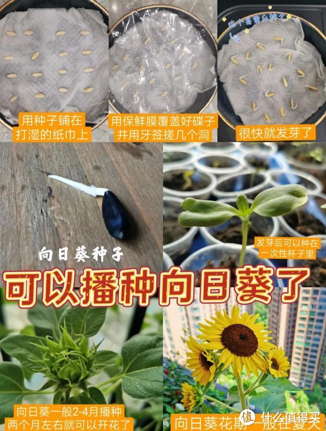 深圳一对90后夫妻火了：5㎡的阳台玩出新花样，圈粉10万，太治愈了