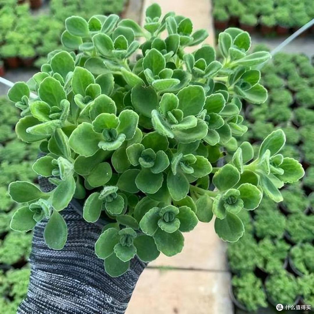 蚊子“讨厌”的“5种”植物，家里“养1盆”，夏天好“驱蚊”