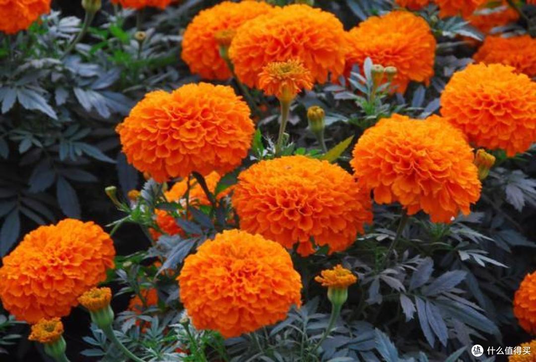 蚊子“讨厌”的“5种”植物，家里“养1盆”，夏天好“驱蚊”