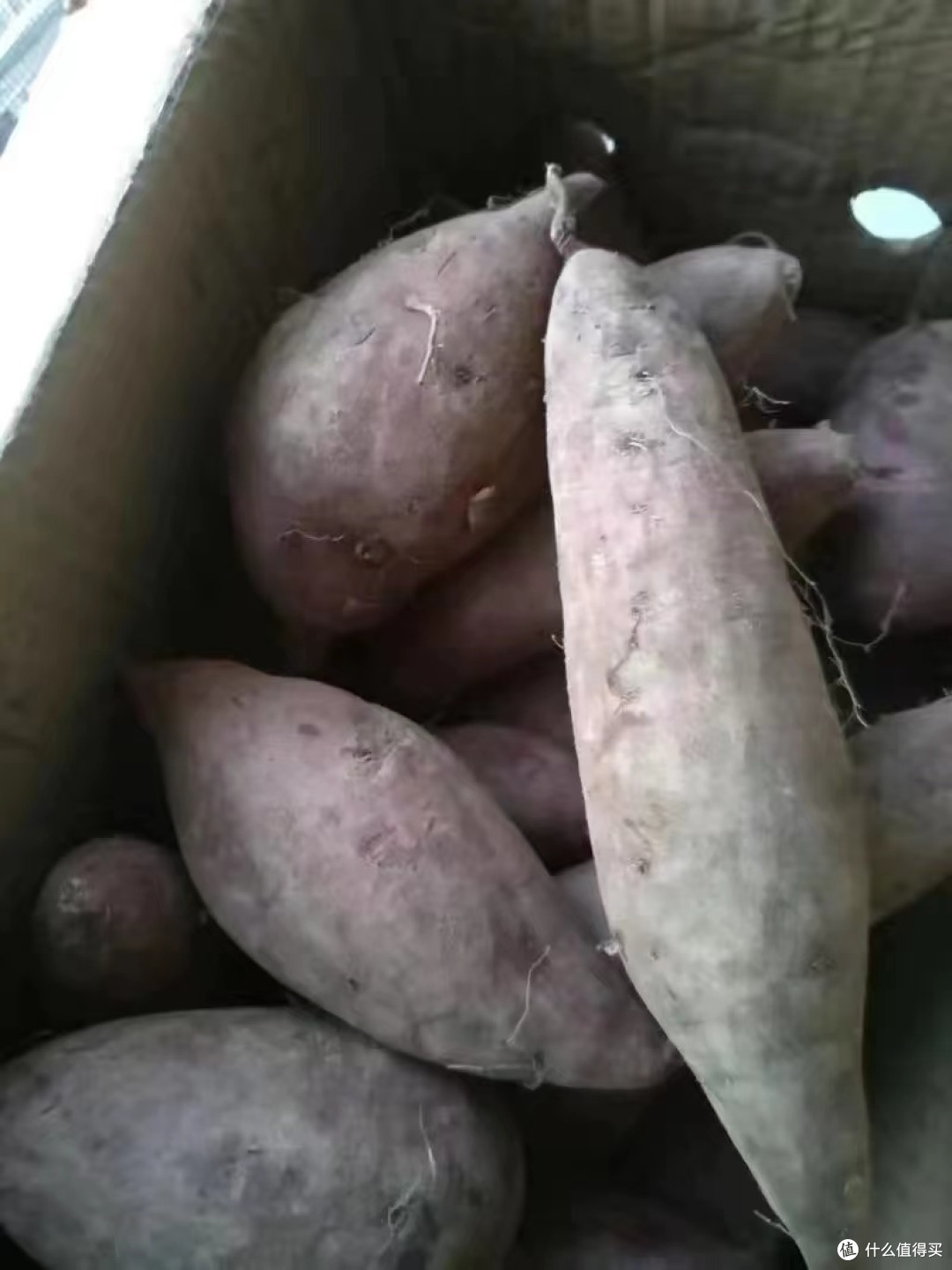 烤紫薯你吃过吗?