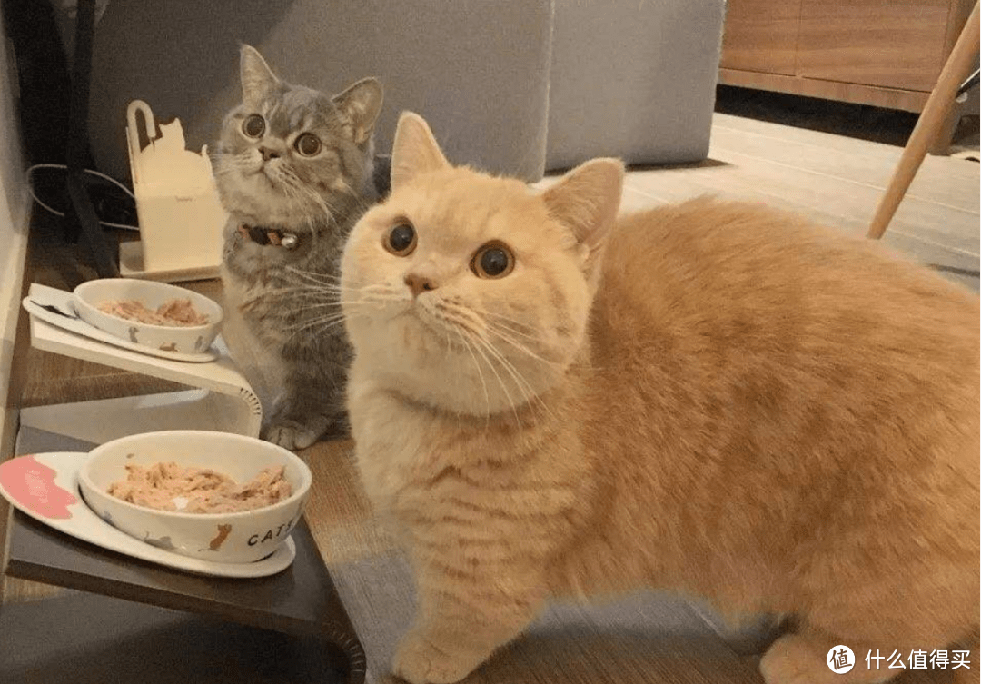 适合矮脚猫幼猫主食罐头有哪些？口碑好的猫主食罐头推荐！