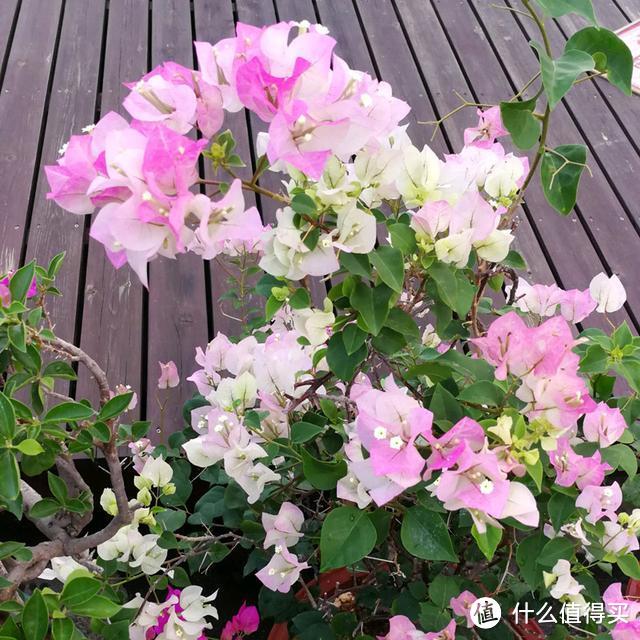 这8种常见的花卉，在寒露以后要早点入室进行干养，不然易受冻害