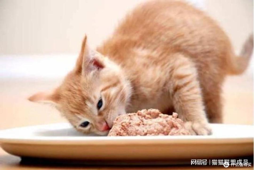 哪些猫罐头的口碑好?5大性价比高的猫罐头推荐!